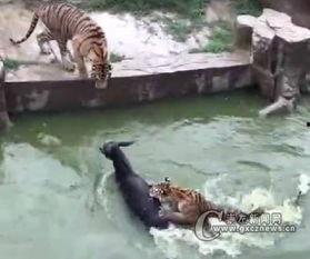 江苏动物园爆料视频最新,神秘动物现身，引游客热议！